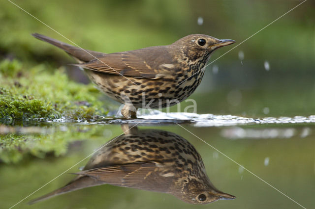 Song Thrush (Turdus philomelos)