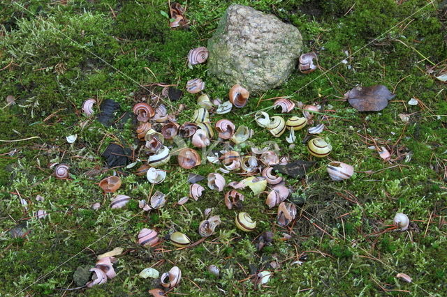 Zanglijster (Turdus philomelos)