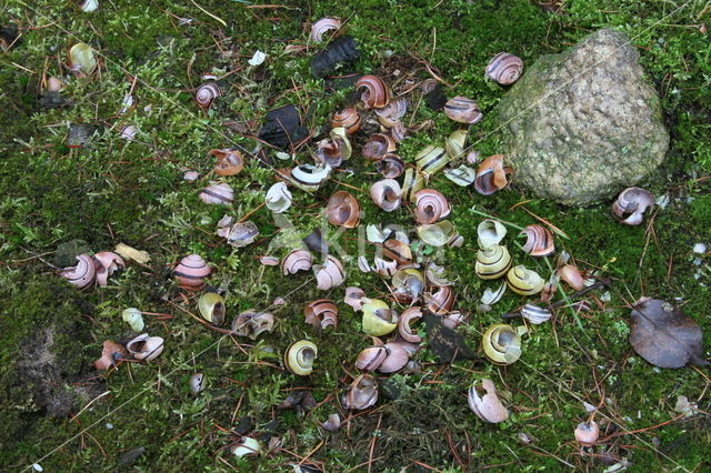 Song Thrush (Turdus philomelos)