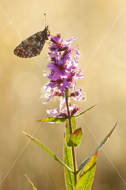 Small Pearl-Bordered Fritillary (Boloria selene)