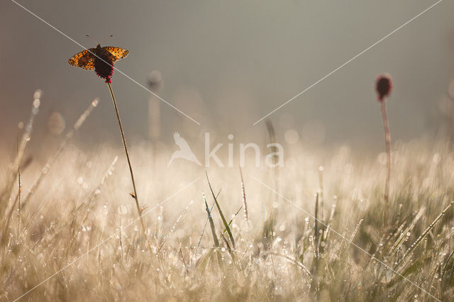 Zilveren maan (Boloria selene)