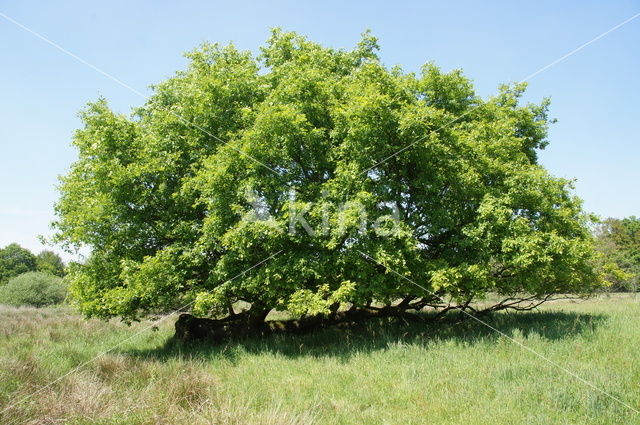 Zomereik (Quercus robur)