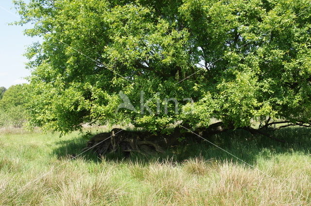 Common Oak