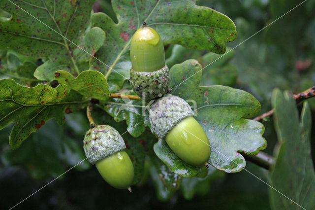 Zomereik (Quercus robur)