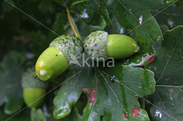 Common Oak