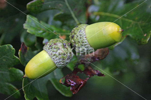 Zomereik (Quercus robur)