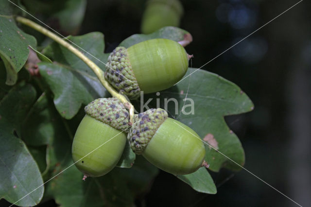 Zomereik (Quercus robur)