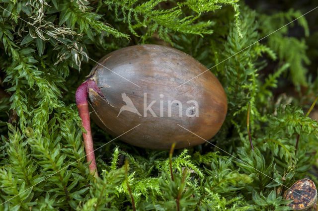 Zomereik (Quercus robur)