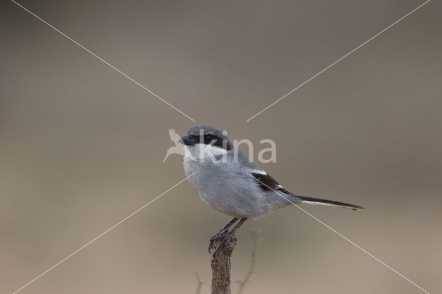 Zuidelijke klapekster (Lanius meridionalis aucheri)