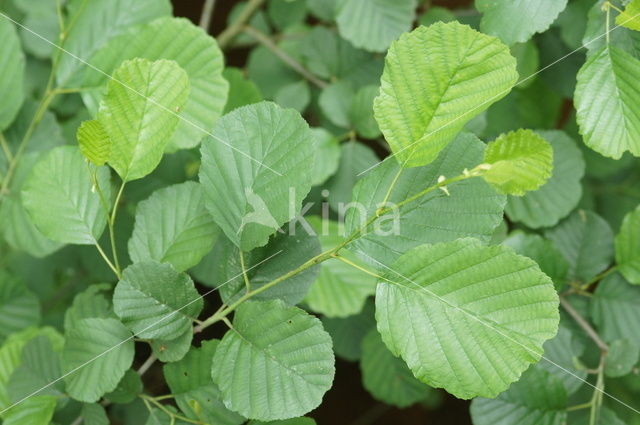 black alder (Alnus glutinosa)