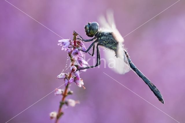 Zwarte heidelibel (Sympetrum danae)