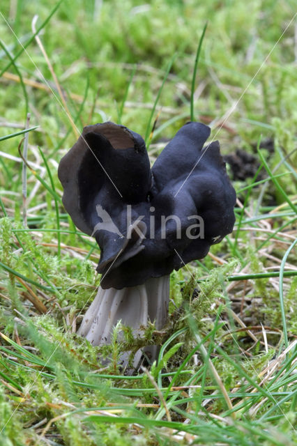 Elfin Saddle (Helvella lacunosa)