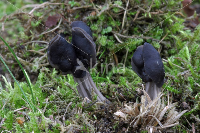 Zwarte kluifzwam (Helvella lacunosa)