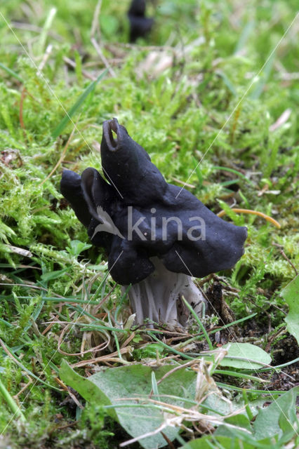 Zwarte kluifzwam (Helvella lacunosa)