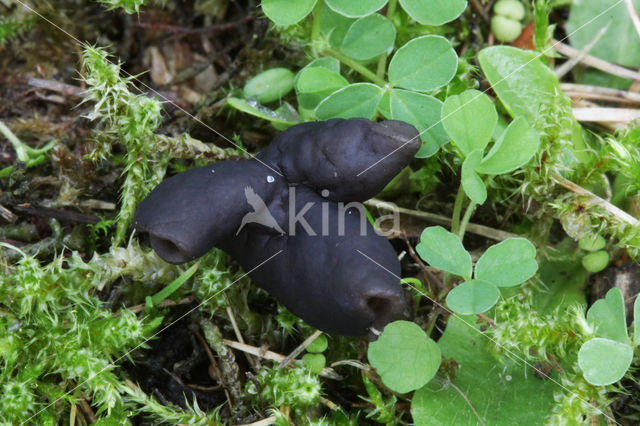 Zwarte kluifzwam (Helvella lacunosa)