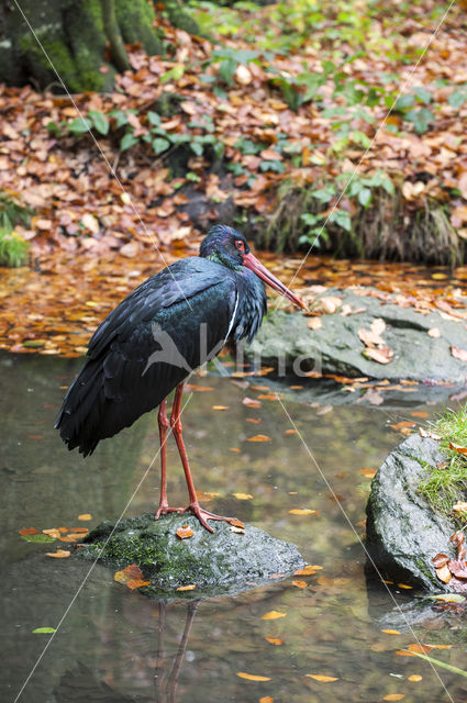 Zwarte Ooievaar (Ciconia nigra)