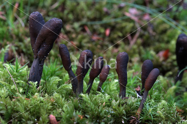 Zwarte truffelknotszwam (Cordyceps ophioglossoides)