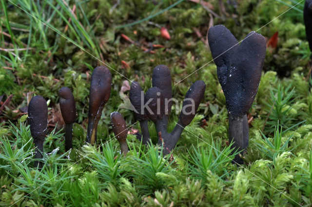 Zwarte truffelknotszwam (Cordyceps ophioglossoides)