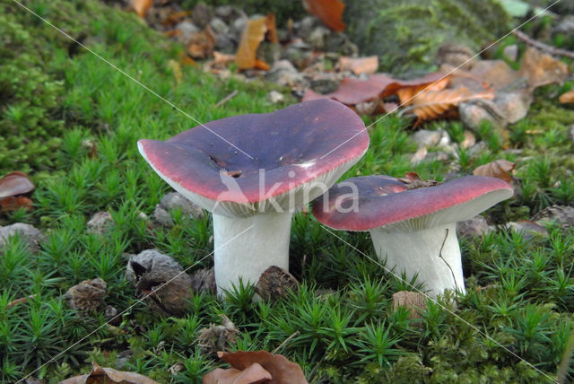 Zwartpurperen russula (Russula undulata)