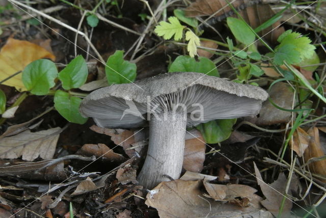 Zwartschubbige ridderzwam (Tricholoma atrosquamosum)