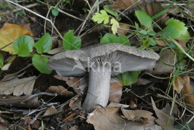 Tricholoma atrosquamosum