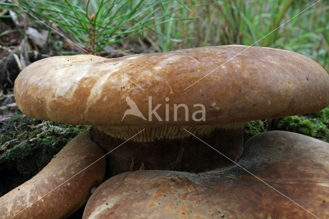 Blackfoot Paxillus (Paxillus atrotomentosus)