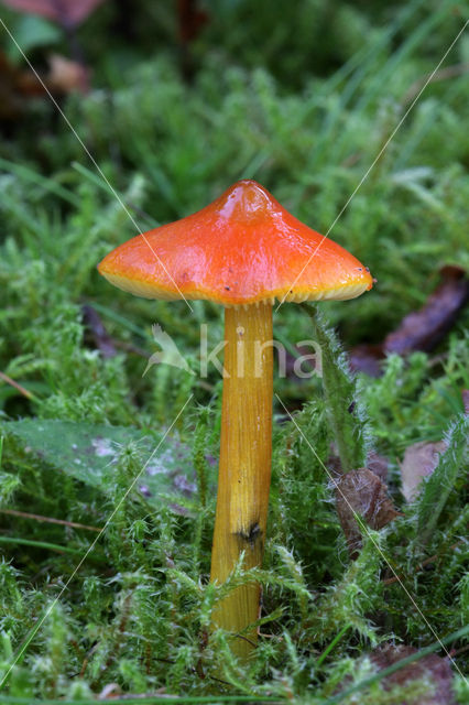 Zwartwordende wasplaat (Hygrocybe conica)