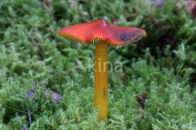 Zwartwordende wasplaat (Hygrocybe conica)