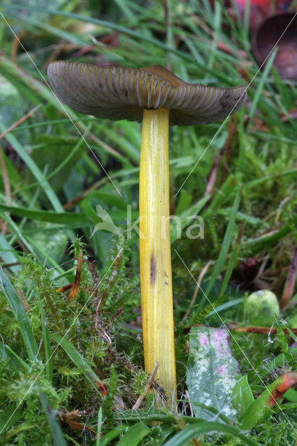 Blackening Waxcap (Hygrocybe conica)