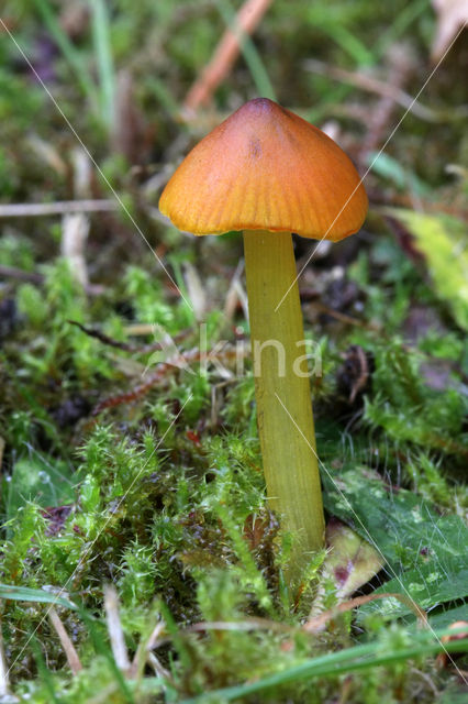 Zwartwordende wasplaat (Hygrocybe conica)