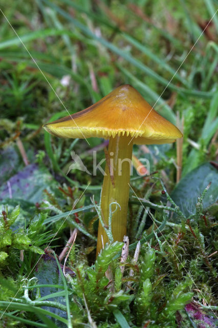 Zwartwordende wasplaat (Hygrocybe conica)