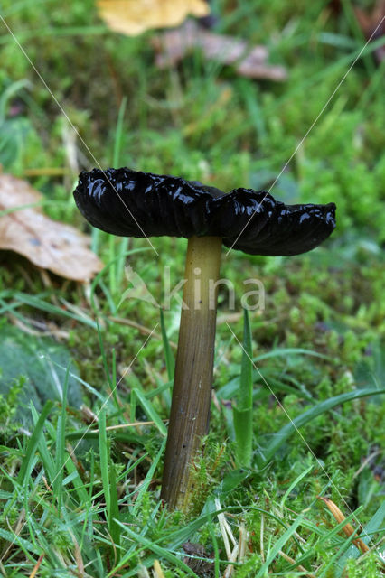 Zwartwordende wasplaat (Hygrocybe conica)