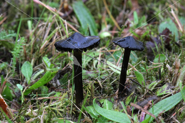 Zwartwordende wasplaat (Hygrocybe conica)