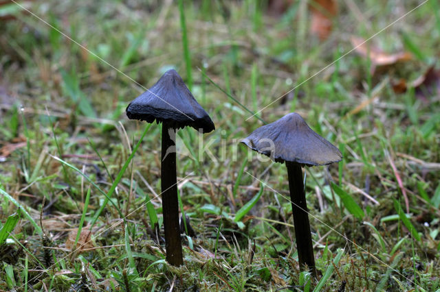 Zwartwordende wasplaat (Hygrocybe conica)