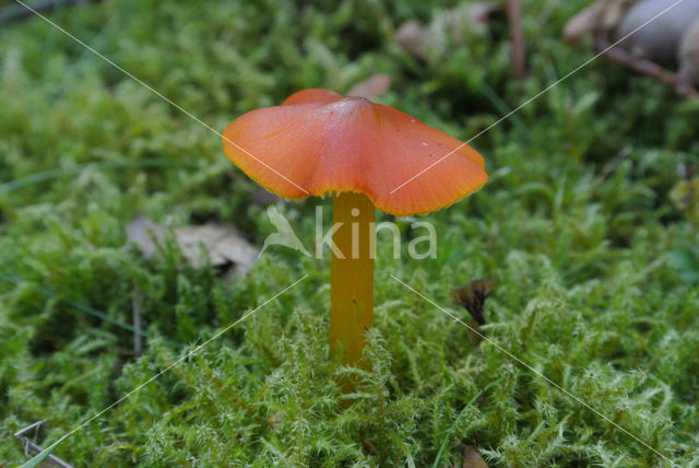 Zwartwordende wasplaat (Hygrocybe conica)