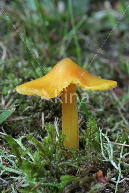 Blackening Waxcap (Hygrocybe conica f. conica)