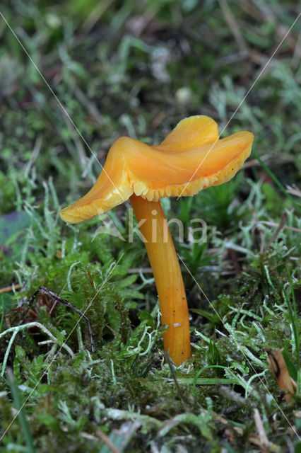 Blackening Waxcap (Hygrocybe conica f. conica)