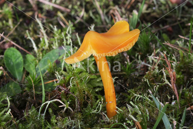 Blackening Waxcap (Hygrocybe conica f. conica)