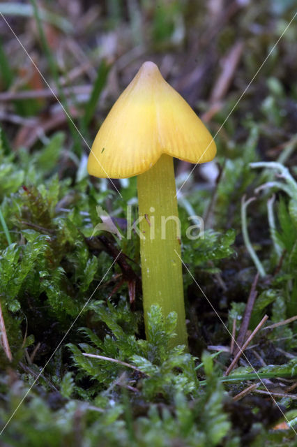 Blackening Waxcap (Hygrocybe conica f. conica)