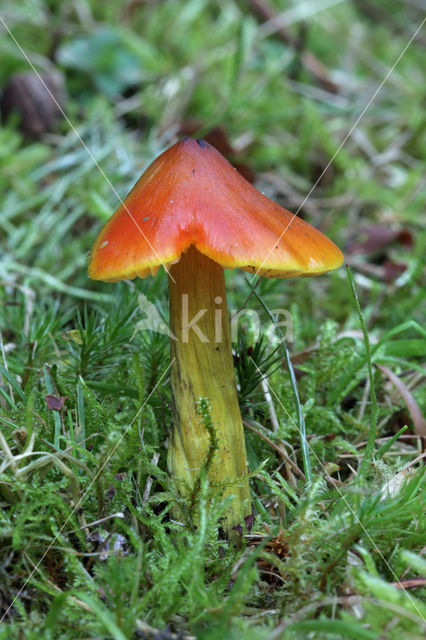 Zwartwordende wasplaat (Hygrocybe conica)