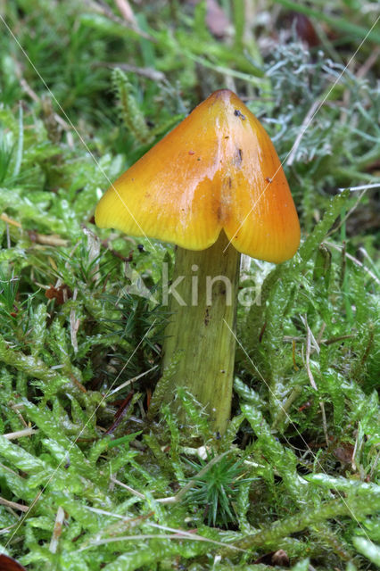 Blackening Waxcap (Hygrocybe conica)