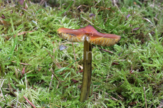 Blackening Waxcap (Hygrocybe conica)