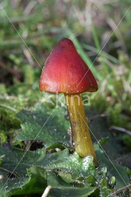 Zwartwordende wasplaat (Hygrocybe conica)