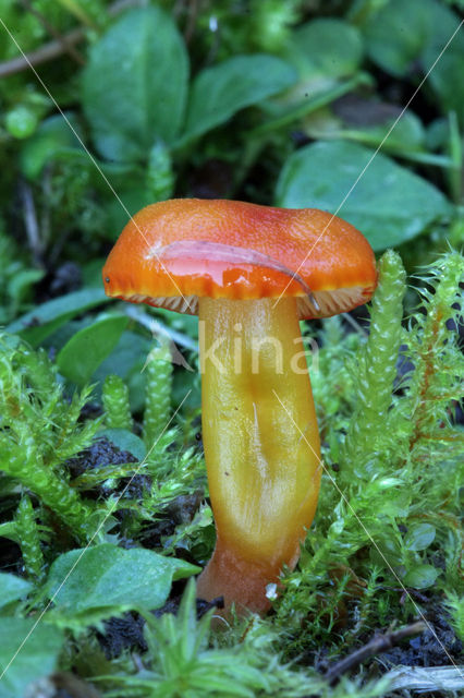 Zwartwordende wasplaat (Hygrocybe conica)