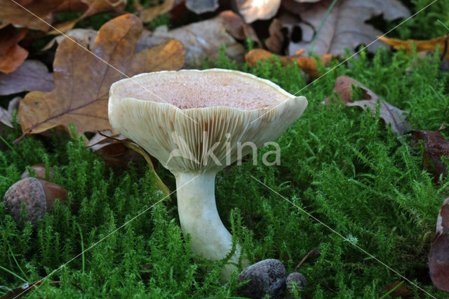 Lactarius chrysorrheus