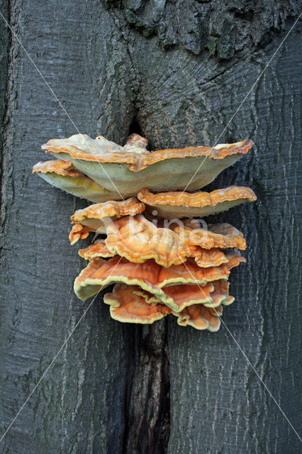 Zwavelzwam (Laetiporus sulphureus)