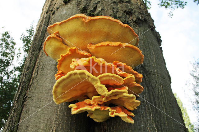 Zwavelzwam (Laetiporus sulphureus)