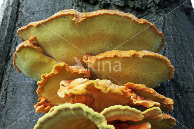 Zwavelzwam (Laetiporus sulphureus)