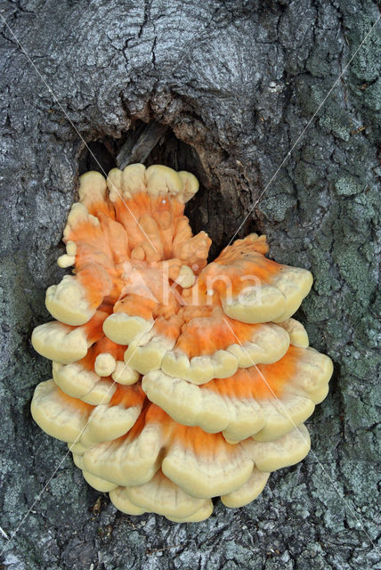 Zwavelzwam (Laetiporus sulphureus)