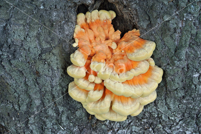 Zwavelzwam (Laetiporus sulphureus)